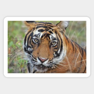 Tiger Portrait Sticker